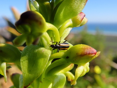Neoeutrapela