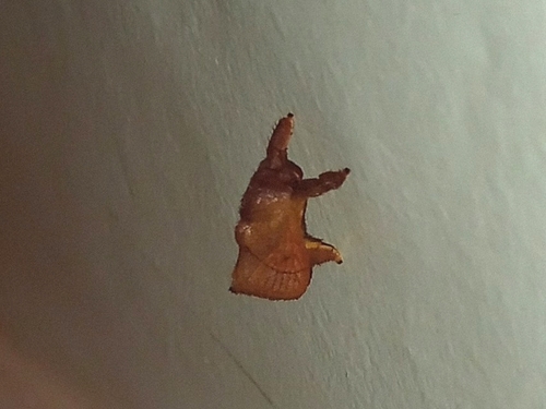 Talima latescens