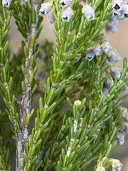Erica inamoena