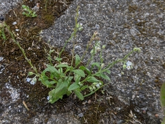 Myosotis arvensis