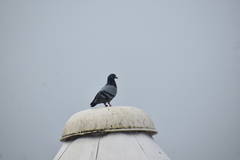 Columba livia domestica