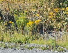 Solidago