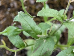 Myosotis arvensis
