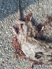 Rattus norvegicus