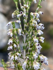 Erica inamoena