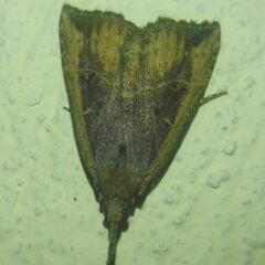 Hypena rostralis