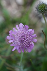 Scabiosa