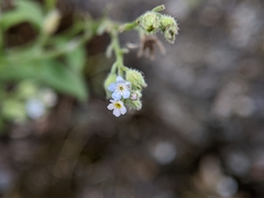Myosotis arvensis