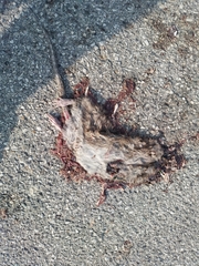 Rattus norvegicus