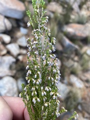 Erica inamoena