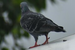 Columba livia domestica