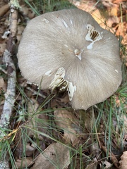 Megacollybia