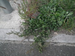 Artemisia japonica