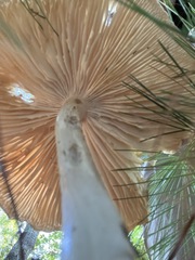 Megacollybia