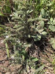 Echium italicum