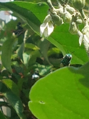 Euglossa