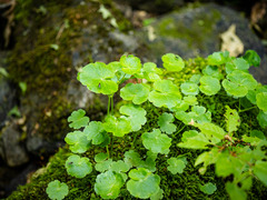 Hydrocotyle americana