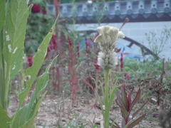 Celosia argentea