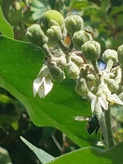 Euglossa