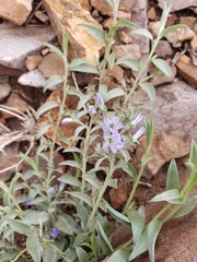 Evolvulus nuttallianus