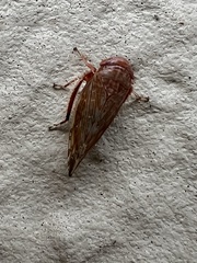 Acinopterus