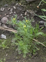 Matricaria