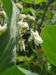 Euglossa