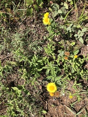 Pulicaria dysenterica