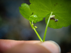 Hydrocotyle americana