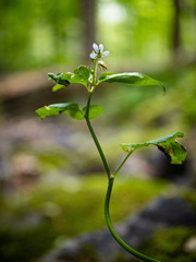 Viola canadensis
