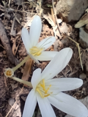 Colchicum kotschyi