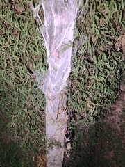Sphodros
