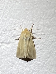 Mythimna pallens
