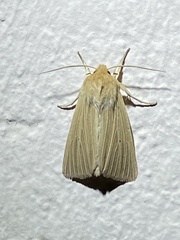 Mythimna pallens