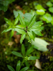 Galium
