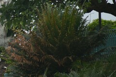 Drynaria coronans