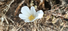 Colchicum kotschyi