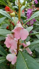 Impatiens balsamina