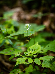 Circaea alpina