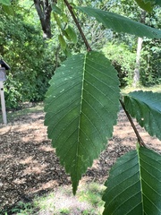 Ulmus americana