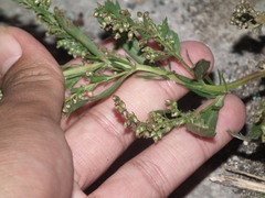 Artemisia japonica