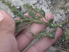 Artemisia japonica