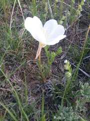 Oenothera albicaulis