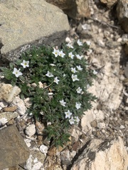 Euploca confertifolia
