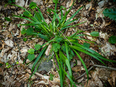 Carex arctata