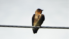 Stelgidopteryx ruficollis