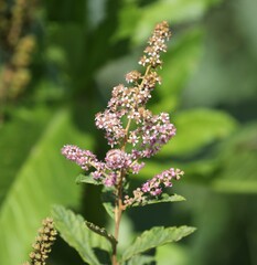 Spiraea tomentosa