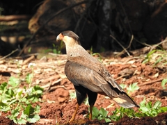 Caracara plancus