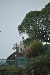 Drynaria coronans