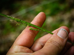Carex arctata
